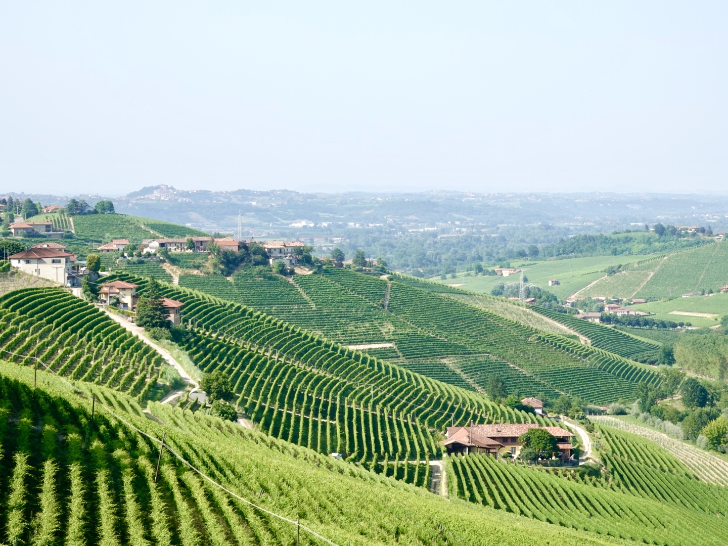 Barolo vineyards near Alba