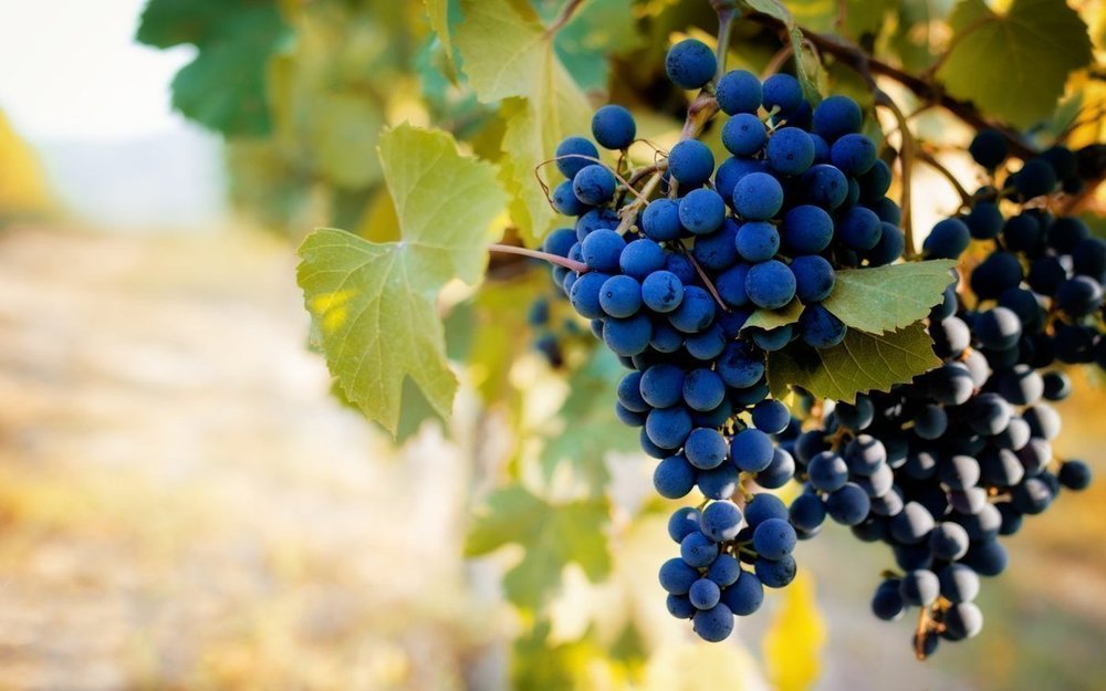 Best Wine Tasting Tours from Milan: The Top Day Trips for Wine Lovers