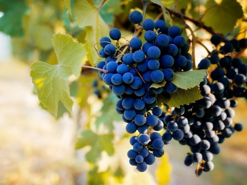 Best Wine Tasting Tours from Milan: The Top Day Trips for Wine Lovers