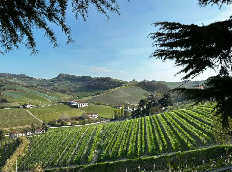 Barolo & Barbaresco Wine Tour
